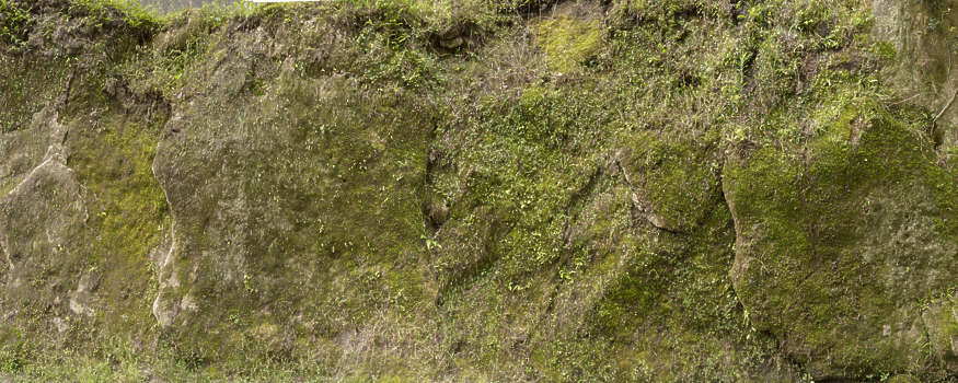 Texturex rock algae moss macro stone grunge camo city Texture - Texture X