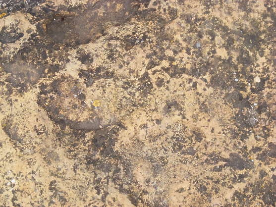 RockSmooth0056 - Free Background Texture - stone dirty smooth yellow ...