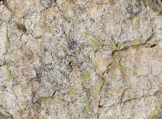 RockSmooth0090 - Free Background Texture - rock rocks smooth beige ...