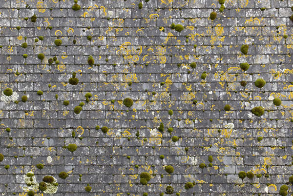 Medieval Roof Texture