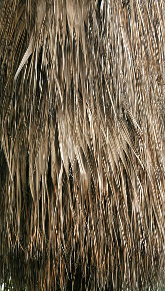 Thatched0052 - Free Background Texture - palm tree reeds roof roofing ...