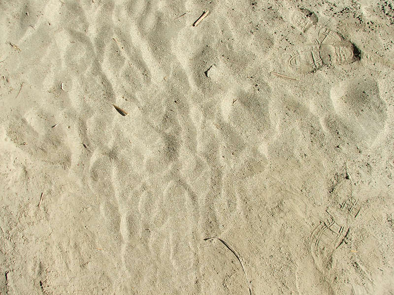 SoilBeach0026 - Free Background Texture - sand beach beige