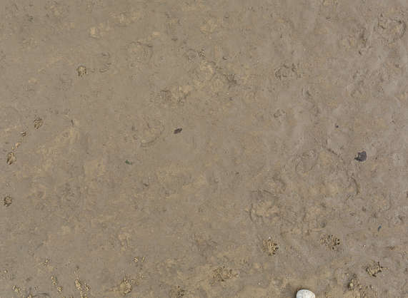 SoilMud0125 - Free Background Texture - UK sand beach muddy mud brown ...