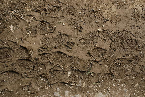 SoilMud0004 - Free Background Texture - sand earth ground mud footsteps ...