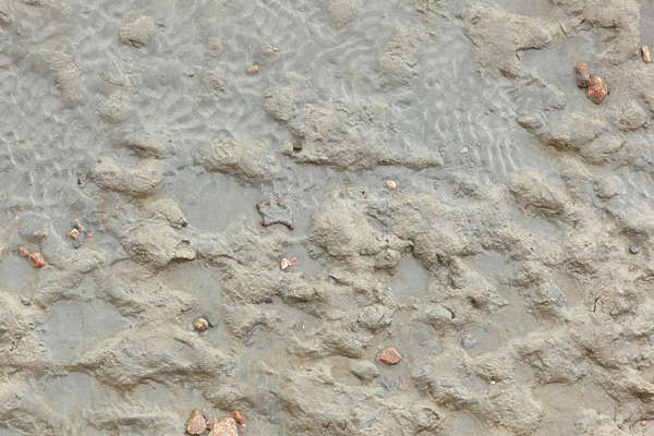 SoilMud0067 - Free Background Texture - mud beach sand soil muddy rough ...