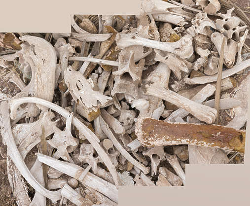 Bones0063 - Free Background Texture - morocco bones dry dead animal ...