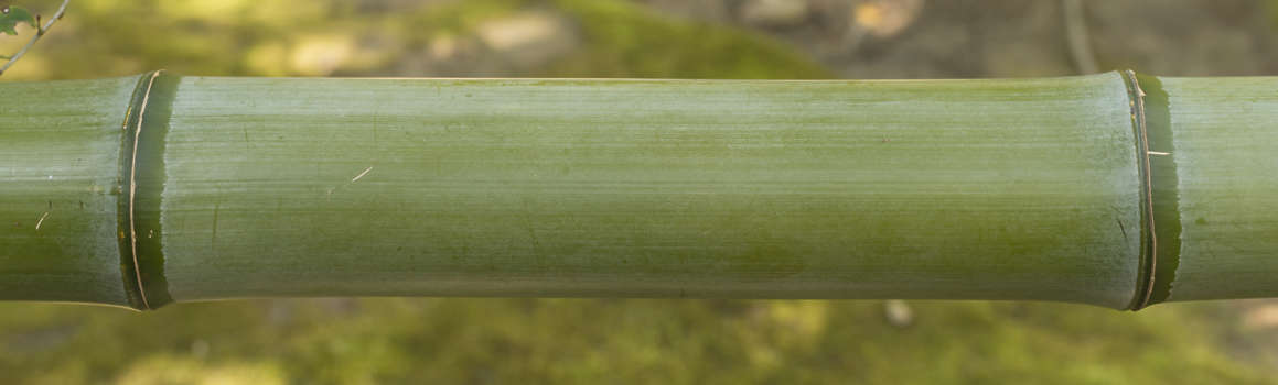 single bamboo pole texture