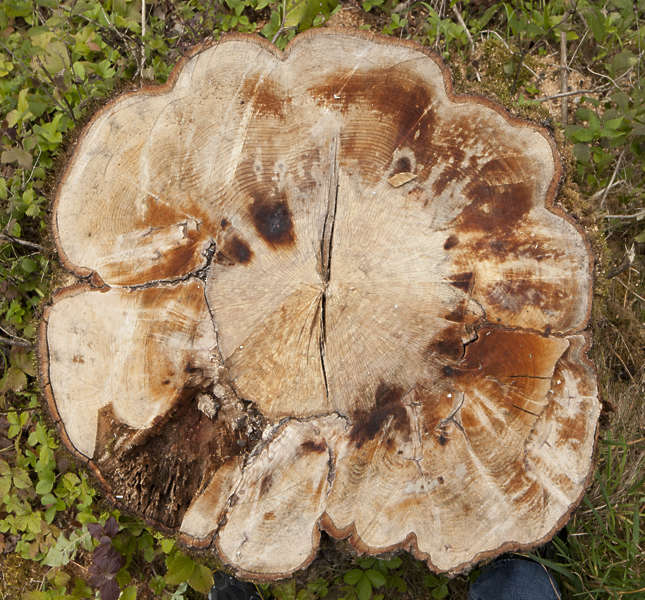 WoodEnds0078 - Free Background Texture - wood stump tree treestump ...