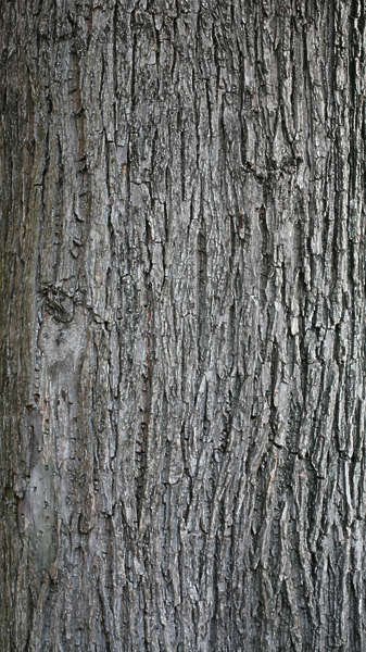 BarkDecidious0101 - Free Background Texture - tree bark decidious gray ...