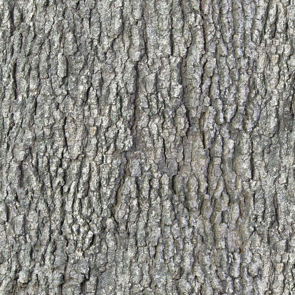 BarkDecidious0083 - Free Background Texture - tree bark decidious beige ...