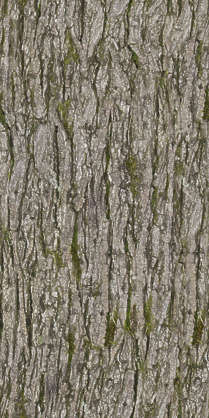 BarkDecidious0036 - Free Background Texture - wood bark rough mossy ...