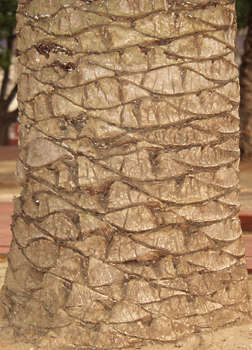 palm tree trunk texture