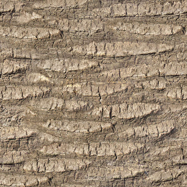 BarkPalm0018 Free Background Texture  wood  bark palm  