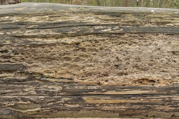 BarkStripped0041 - Free Background Texture - wood bark rough bare ...