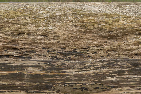 BarkStripped0041 - Free Background Texture - wood bark rough bare ...