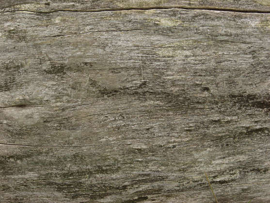 BarkStripped0007 - Free Background Texture - wood tree stripped bare ...