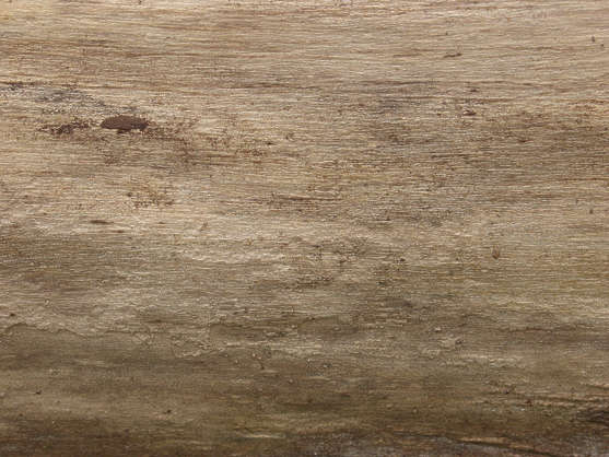 BarkStripped0006 - Free Background Texture - wood tree stripped bare ...