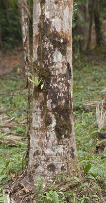 BarkTropical0021 - Free Background Texture - jungle tropical trunk tree ...